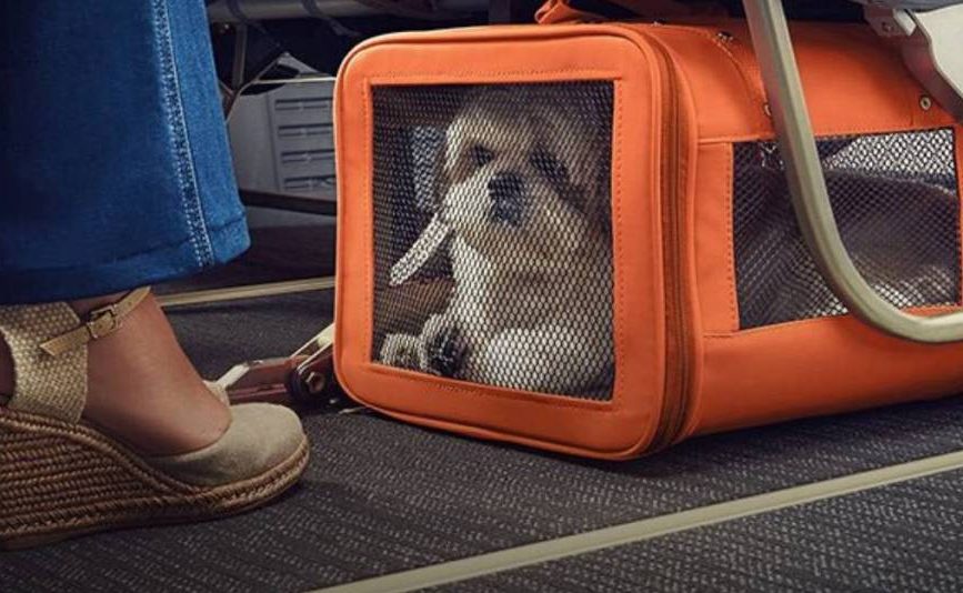 Transporte Aéreo de Animais: Avanços e Desafios com o Plano PATA
